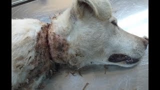 СПАСЕНИЕ СОБАКИ,  пострадавшей от рук живодёров