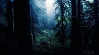 FORÊT LA NUIT – Grillons Pluie Hiboux Vent dans les Branches – Étude Sommeil Détente ? 100% RELAX