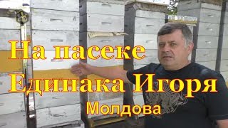 Пасека Единака Игоря (Молдова)