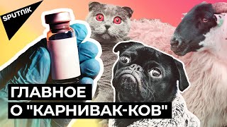 Первую в мире вакцину от COVID-19 для животных зарегистрировали в России