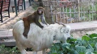 funny monkey riding on goat!