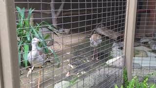 Bird Eats Mouse Whole