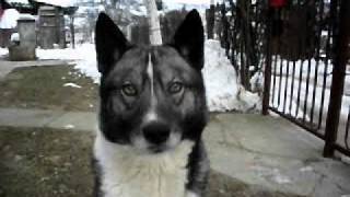 Zapadno Sibirska Lajka- Gari (West Siberian Laika- Gari)
