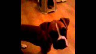 YAVRU BOXER KÖPEK EĞİTİMİ 1 ( 100 günlük )