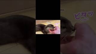 あごなでなでを止めるとクレームが止まらなくなるカワウソ otter whose complaints won't stop when stop stroking #shorts