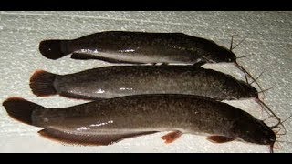 Клариевый сом.Моя лаборатория.