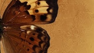 Венецианская КАТАЛОНСКАЯ штукатурка Мастер классы VENETIAN PLASTER декоративная фреска Урок 1
