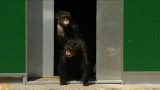 Ex lab chimps see their new sanctuary home