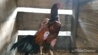Galo Coca Atracado até a alma #GALOFORTE