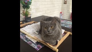 Вышивка крестом, болталка, все со мной вышивать!!!!!!