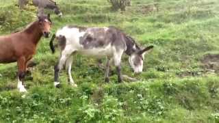 The result of a Donkey that fell in love with a Cow?