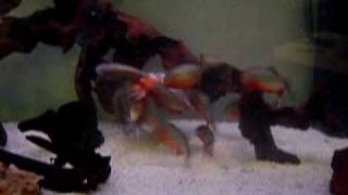 Red Belly Piranha captive feeding
