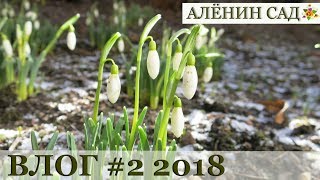 Влог #2 Кто хотел в мою теплицу? / Клювики / Лук / Весна продолжается