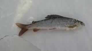 Хариус из Шульбинского водохранилища 20.01.2019