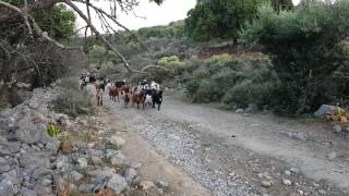 Η επιστροφή στο μαντρί