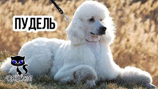 Пудель / Интересные факты о собаках