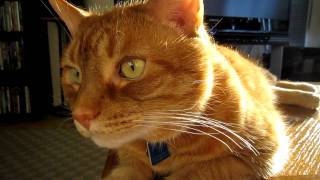 Canon PowerShot SD980 IS