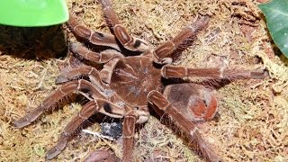 T Stirmi Unboxing