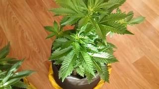 Выращивание каннабиса индор. Днат 250w. 12/12 от ростка. Часть 1