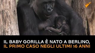 Il Baby Gorilla è nato a Berlino, il primo caso negli ultimi 16 anni