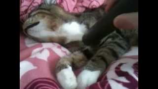 Katze chillt vom Staubsauger Кот кайфует от пылесоса кузик kuzik