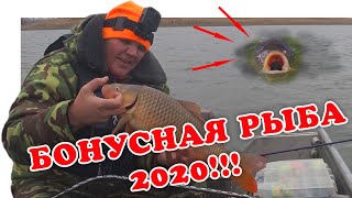 На Дону Сазан Вытесняет Судака (Рыбалка 2020) | #Vovabeer