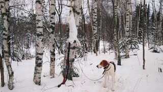 С ШЕСТОГО выстрела... Охота на ЗАЙЦА 2020! #14