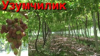 Узумчилик . Келажакка пойдевор