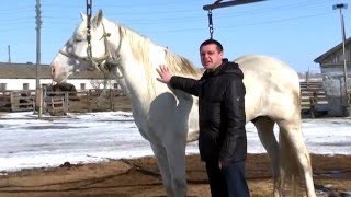 Кумысный цех племзавода "Сростинский", Алтайский край.