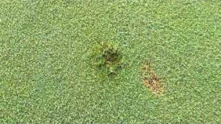 Ball Mark Repair