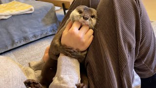カワウソさくら ブーメランと化したカワウソが粘着力高めで強い otter that comes back like a boomeran is funny and cute