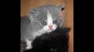 Gatos apareandose impresionantes Imagenes