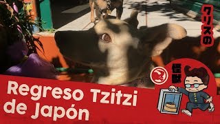 Regreso Tzitzi de Japón Kaiju Vlog