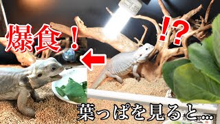 野菜嫌いなフトアゴヒゲトカゲに野菜を食べさせる方法