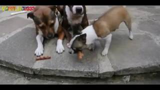 video lucu kucing ngintip cewek lagi mandi