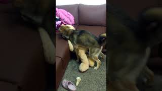 horny dog  play with teddy bear