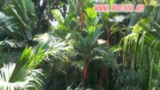 Nongnooch National Park video tour Pattaya, Thailand)