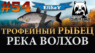 Трофейный Рыбец! • Какой Прикорм? • Как ловить? • Фидерная ловля • Р. Волхов • Русская Рыбалка 4 #54