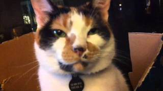 TALKING CAT-CONVERSATION-REAL NO TRICKS