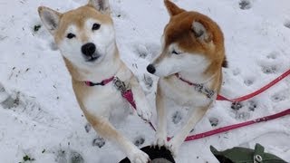 柴犬ひかりといちご　雪だより　Two shibas and Snow