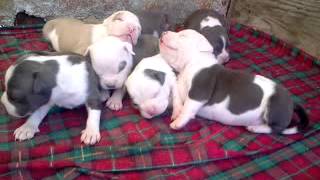 Cachorros 20 dias de nacidos!!!