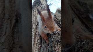 Белка ест орешки / Squirrel eats nuts