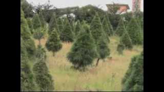 Conoce las especies de pinos en México