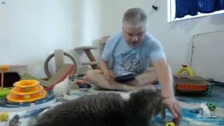Patience's Kittens - Kougra's First Visit
