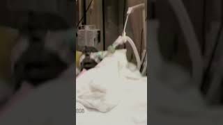 The death of Amin Dada