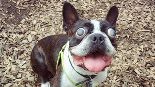 Blind dog with bulging eyes wouldn't stop loving life