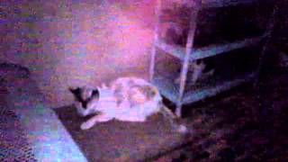 Kucing gandek