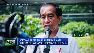 Jokowi 'Blusukan' ke Pusat Bibit Rumpin, Target 16 Juta Pohon