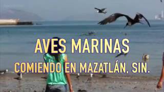 AVES MARINAS COMIENDO EN MAZATLÁN, SIN. MÉXICO.
