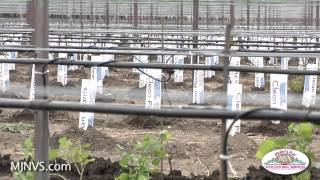 Re-planting a large vineyard in the Napa Valley I Michael J. Neal Viticultural Services